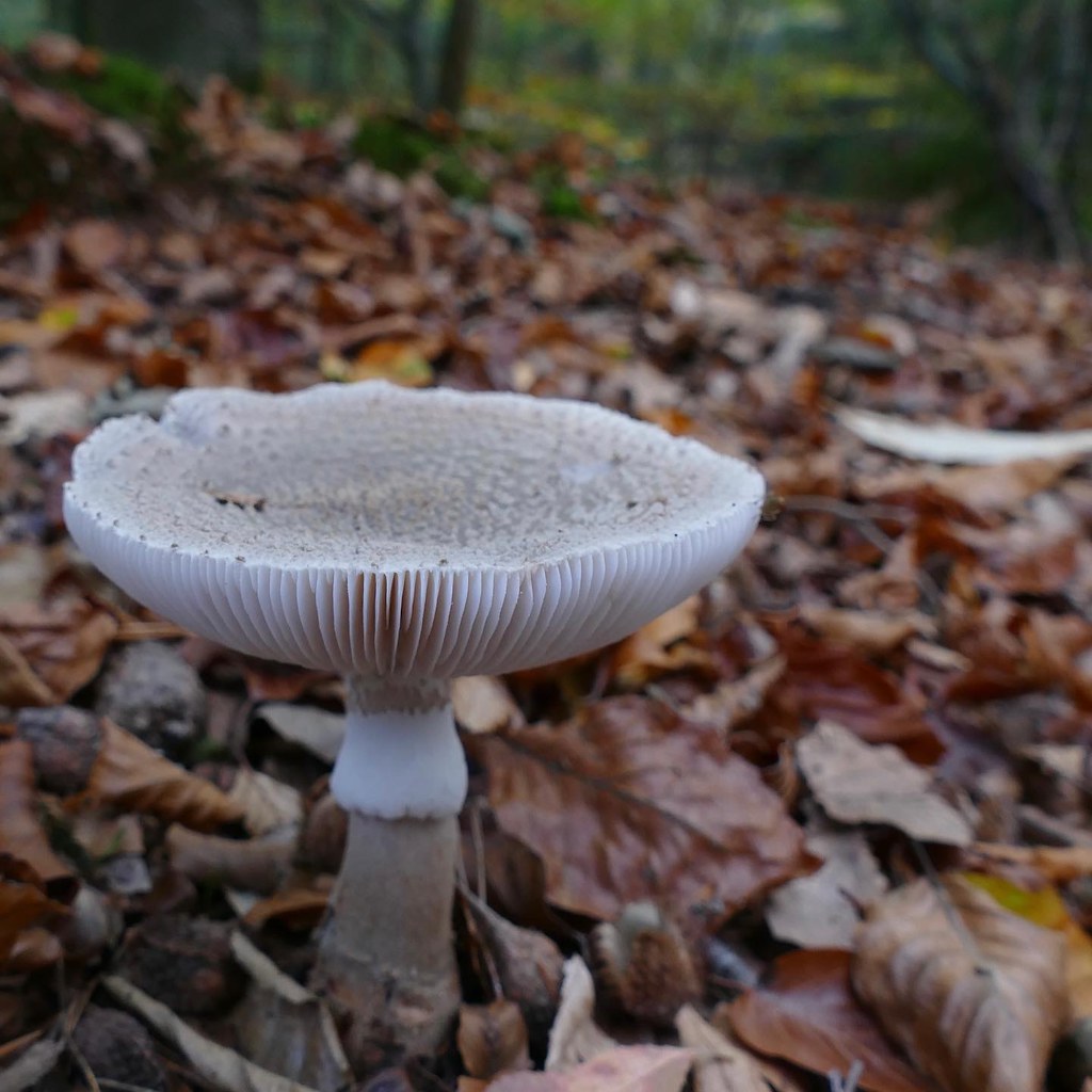 Paddestoelen in Nederland. Mushrooms in the Netherlands | Flickr - Mag Je Paddestoelen Plukken In Nederland