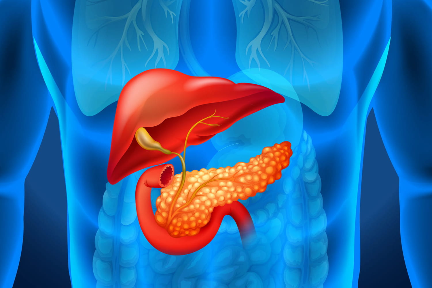 Pancréas : fonction, anatomies et maladies - Pancreas Niet A Vue Betekenis