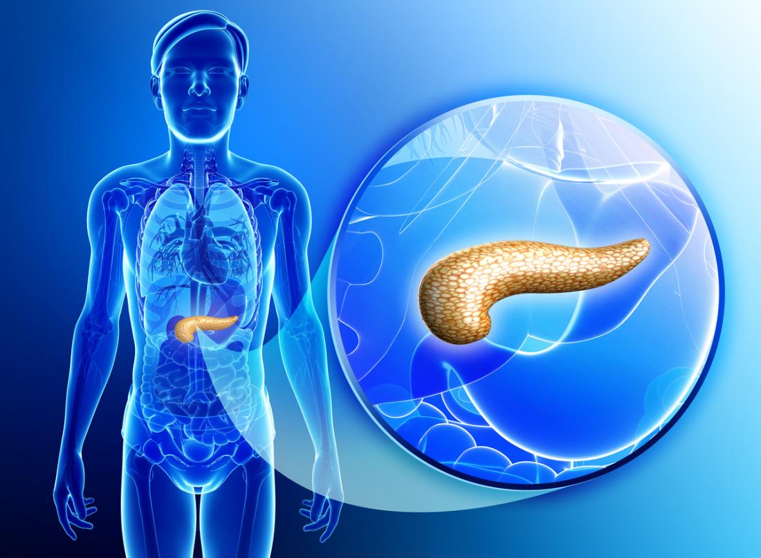Pancreas: Functions and disorders - Pancreas Niet A Vue Betekenis