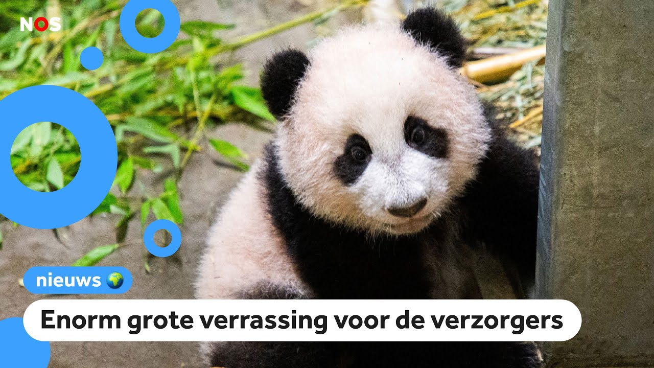 Panda die in Nederland geboren is blijkt ineens meisje te zijn 🐼 - YouTube - Hoeveel Panda's Zijn Er In Nederland