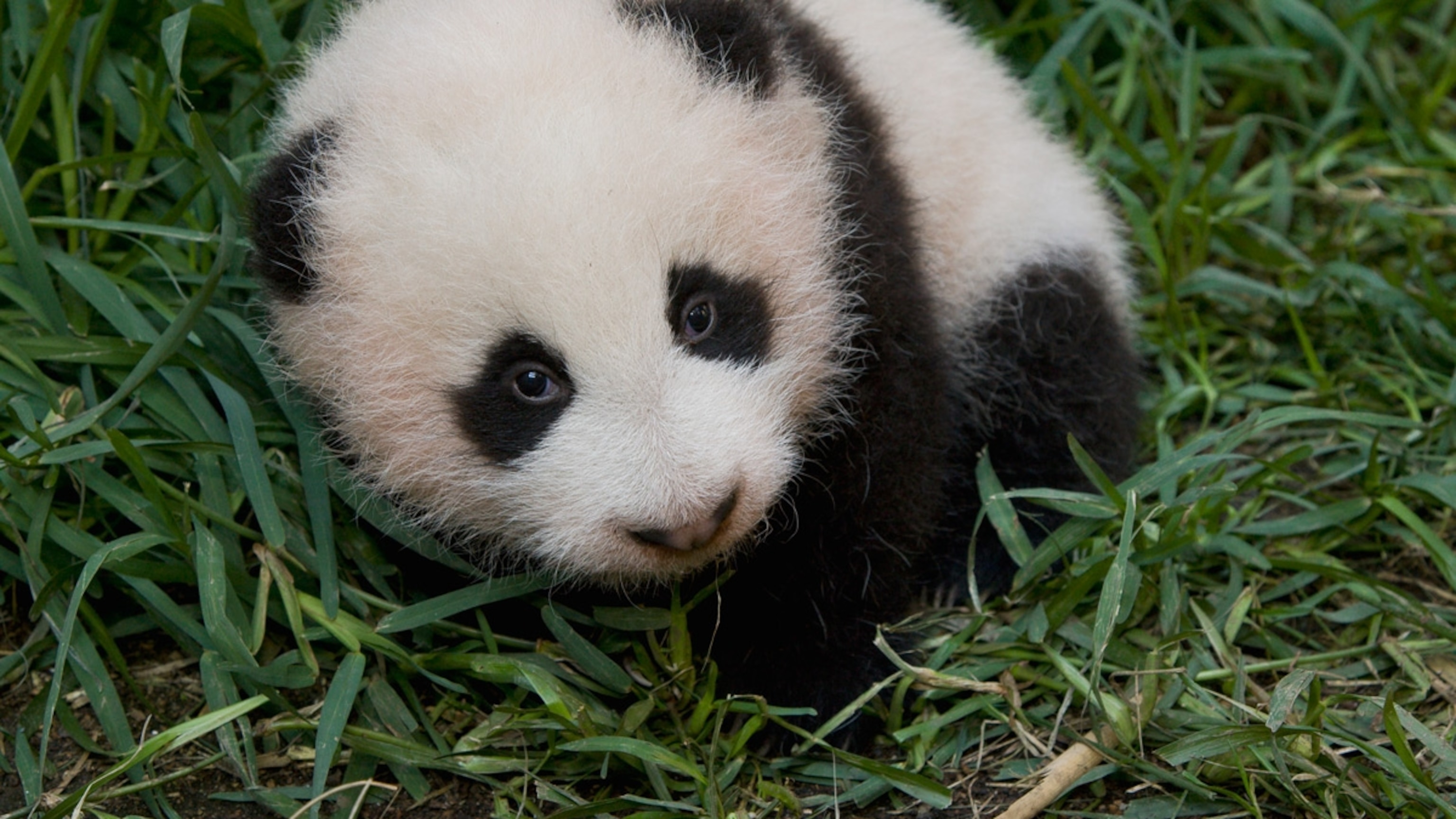 Panda Movie Kung Fu Panda Movie
