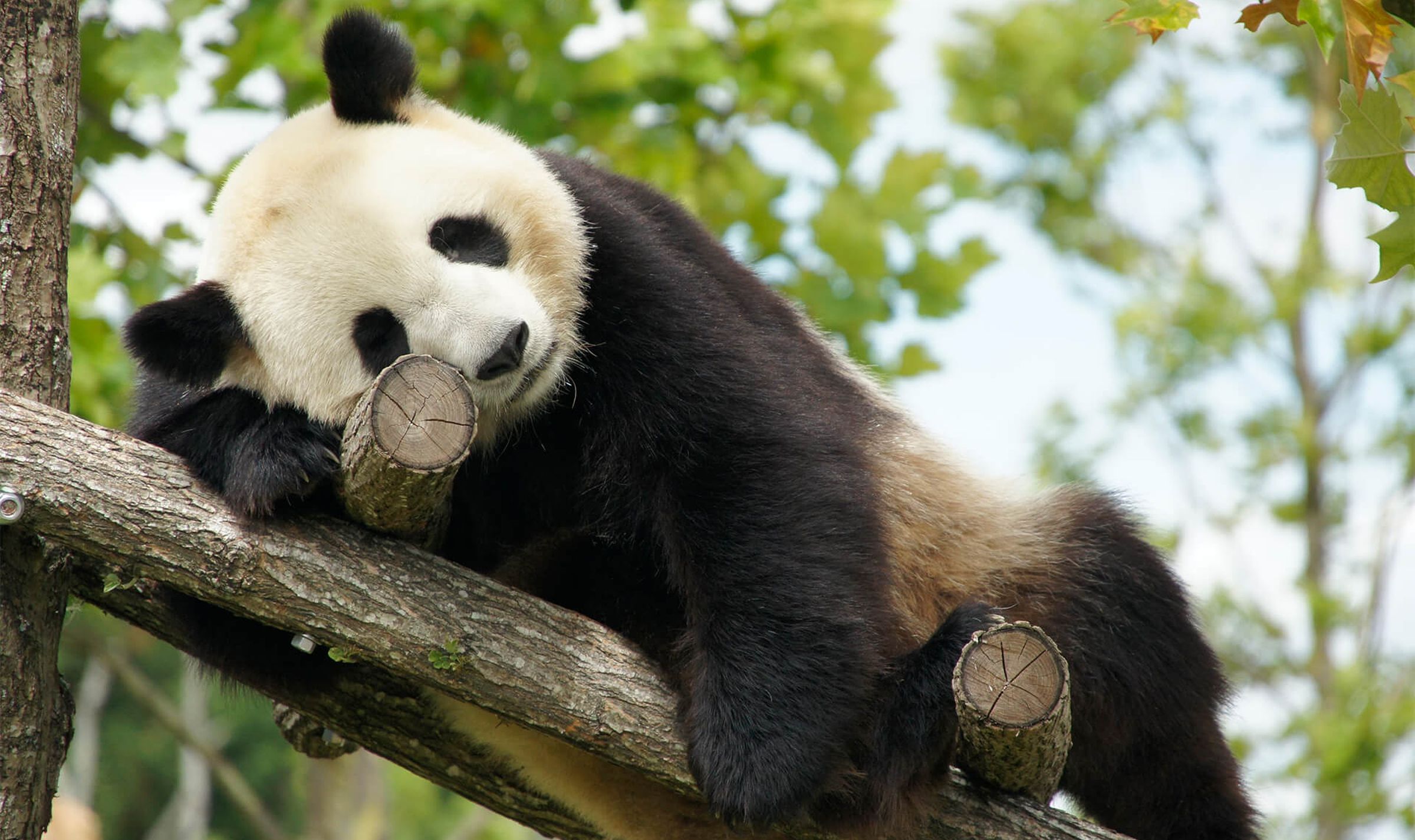 Panda géant | ZooParc de Beauval - Panda Movie Kung Fu Panda Movie