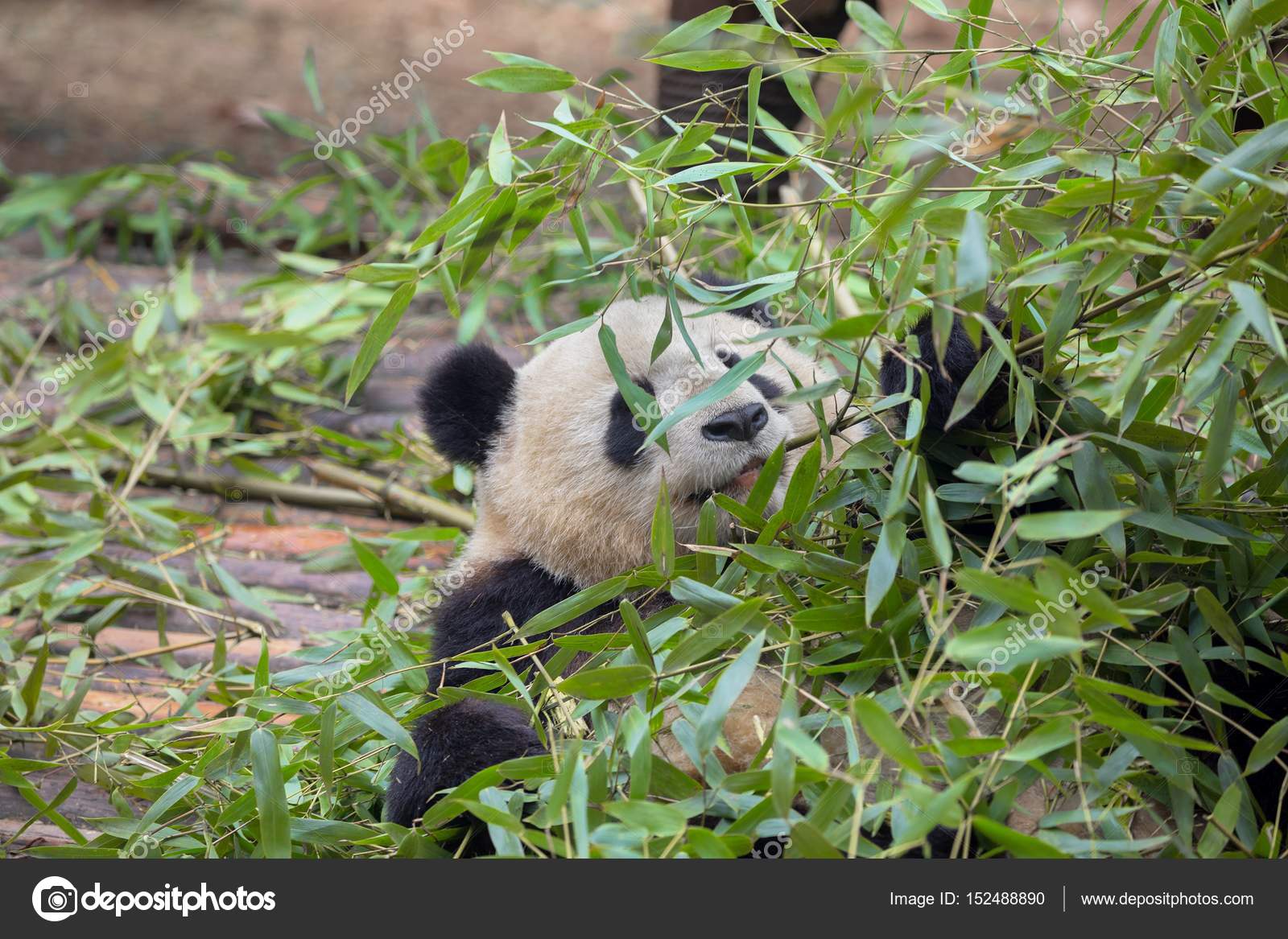 Panda gigante comiendo bambú: fotografía de stock © svedoliver - Hoeveel Kilo Bamboe Eet Een Panda Per Dag