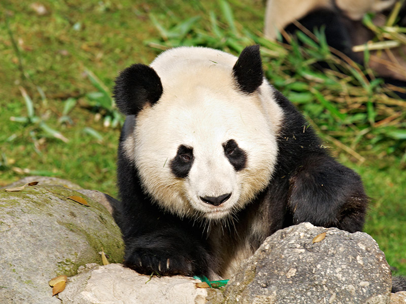 Panda Gigante Zoo Aquarium Madrid: Ven y conócelo - Panda Movie Kung Fu Panda Movie