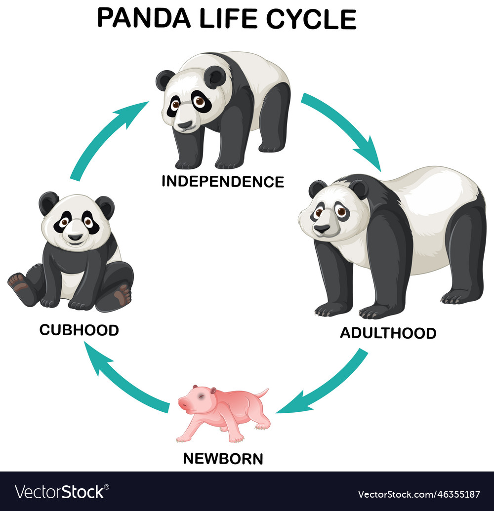 Panda life cycle infographic Royalty Free Vector Image - Hoe Lang Blijven De Panda's In Nederland