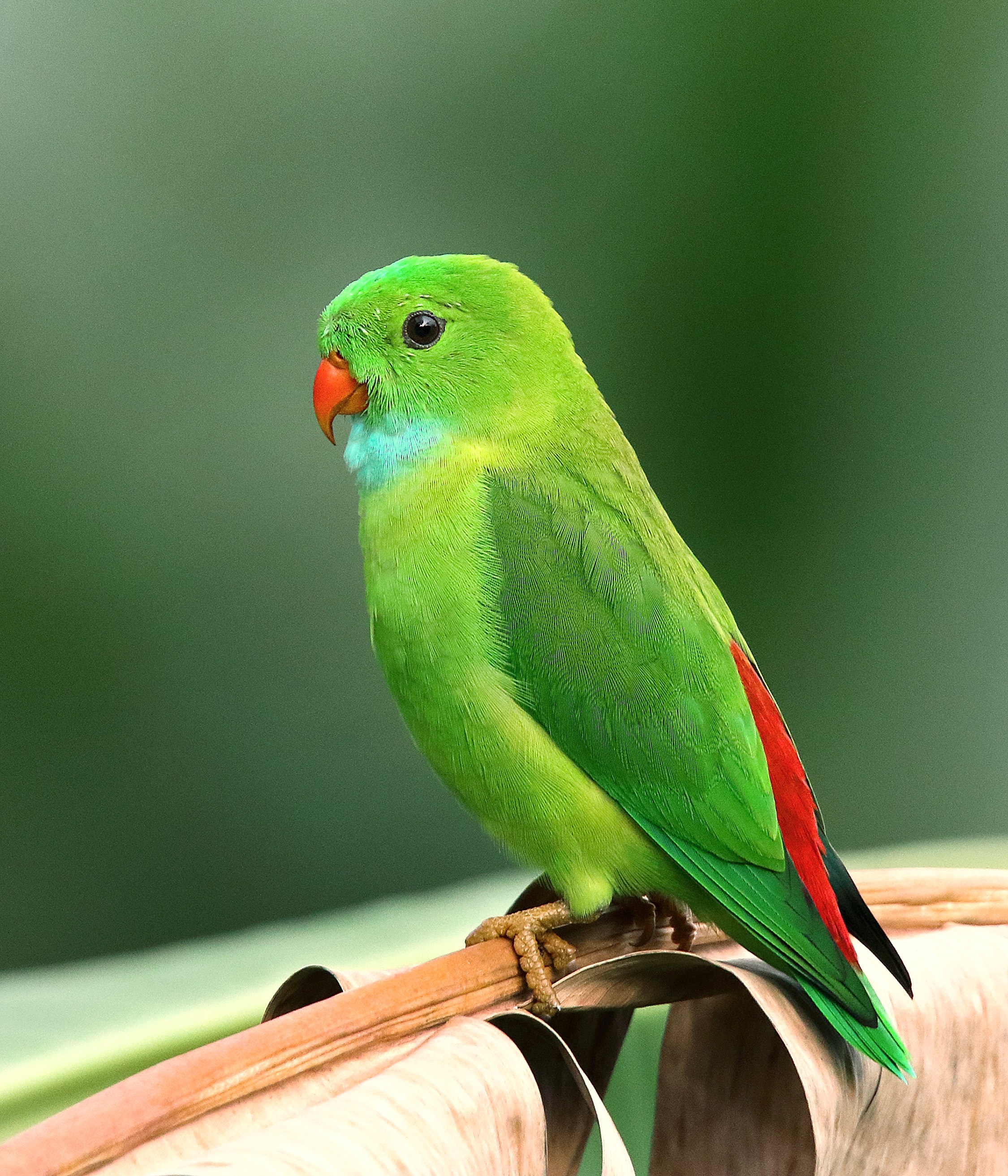 Papegaaien | Galluvet Vogels en Pluimvee - Welke Dwergpapegaai Wordt Ook Wel Lovebird Genoemd