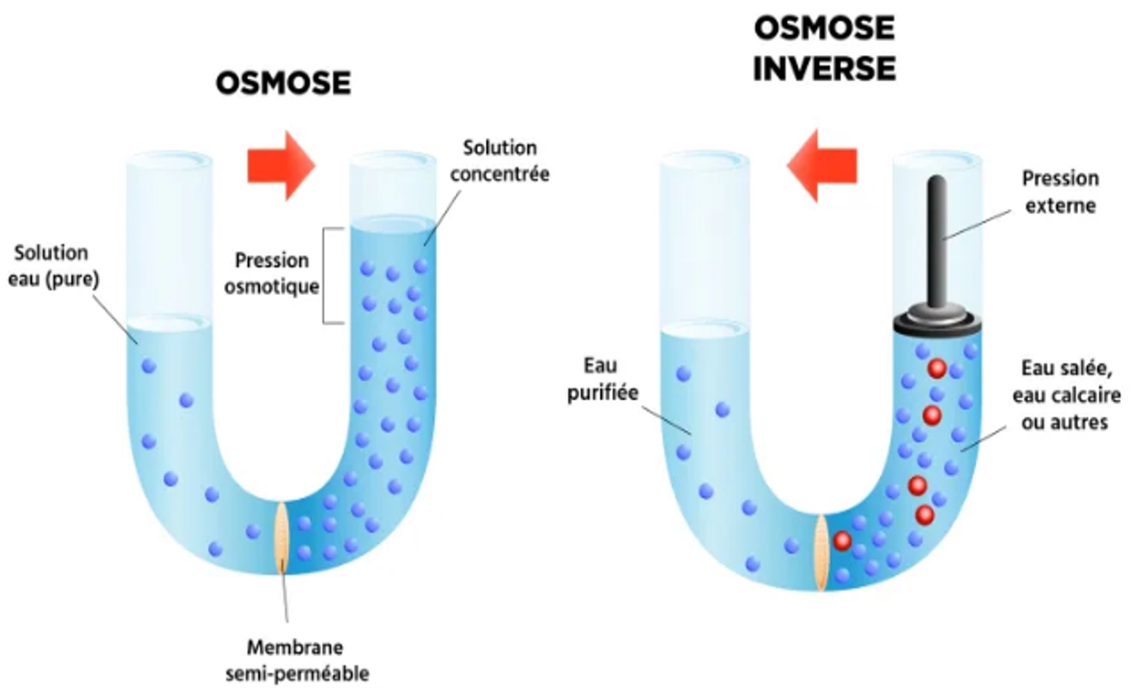 Para A Ocorrência De Osmose é Necessário Que - Osmose In Het Dagelijks Leven