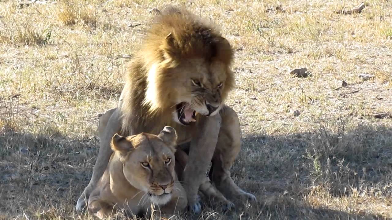 parende leeuwen - mating lions - YouTube - Hoe Verdedigd Een Boom Zich Tegen Vraat
