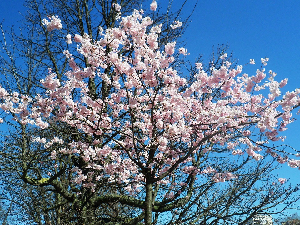 Parijs Boom Bloem · Gratis foto op Pixabay - Bloeien Kersenbomen In Japan Alleen In April