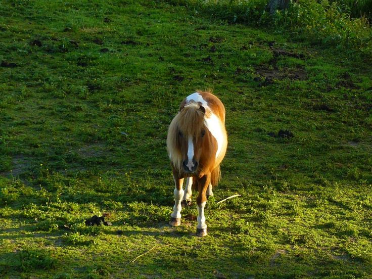 Pas op de plaats - 50plusser.nl | Animals, Horses, Cow - Pas Op De Plaats Synoniem