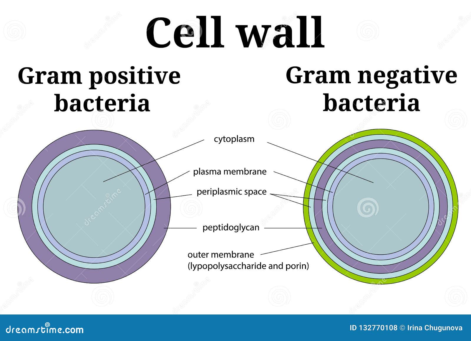 Peptidoglykan Clipart And Illustrations - Tiende Deel Van Een Gram