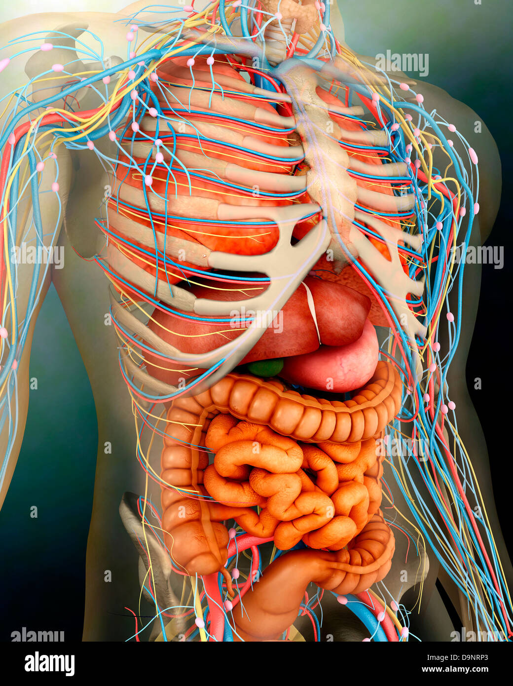 Perspektivische Ansicht des menschlichen Körpers, ganze Organe und - Anatomie Fysiologie Van De Mens