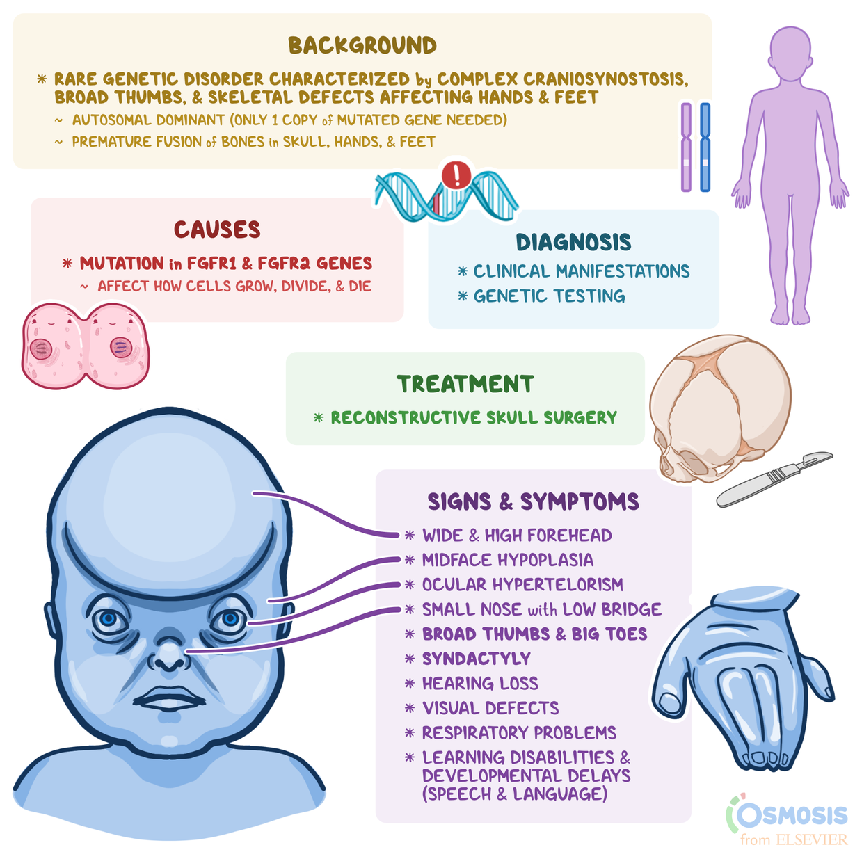 Pfeiffer Syndrome: What Is It, Causes, Signs and Symptoms, and More - Ziekte Van Pfeiffer Bij Volwassenen