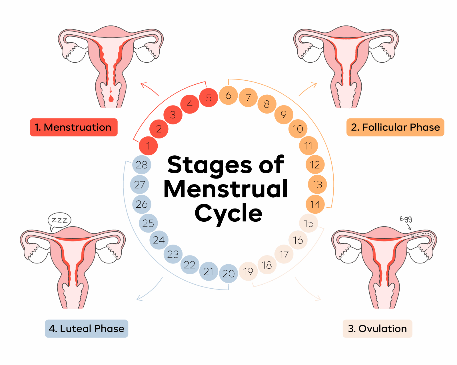 Phases Menstrual Cycle Diagram How Does The Menstrual Cycle - Taaie Periodes Om Stage Te Lopen