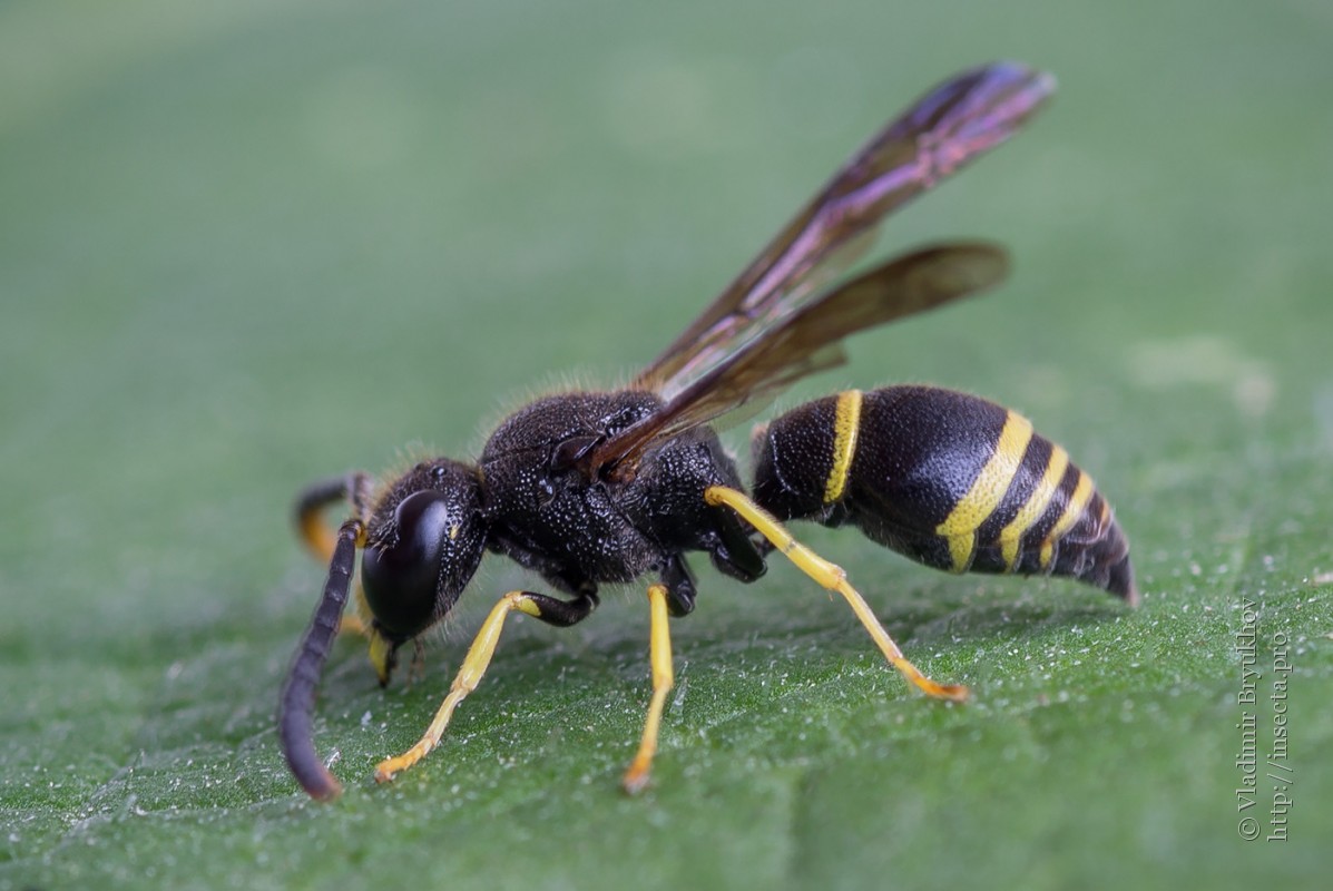 Photo #67201: Ancistrocerus nigricornis - Insect Met 6 Poten En 2 Voelsprieten