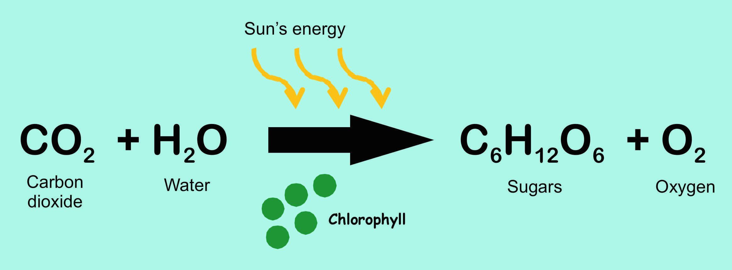 Wat Is De Formule Van Fotosynthese