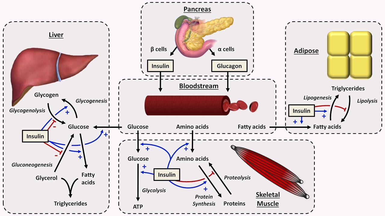Physiology of Insulin and Glucagon - YouTube - Welke Insuline Vorm Wordt Direct Opgenomen In Het Lichaam