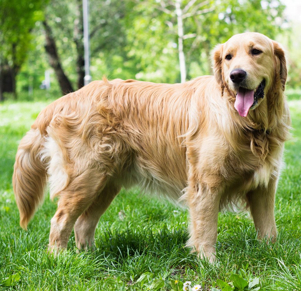 Pictures Of Golden Retrievers - Golden Retriever Photo Gallery - Golden Globe Voor Beste Mannelijke Bijrol In Film