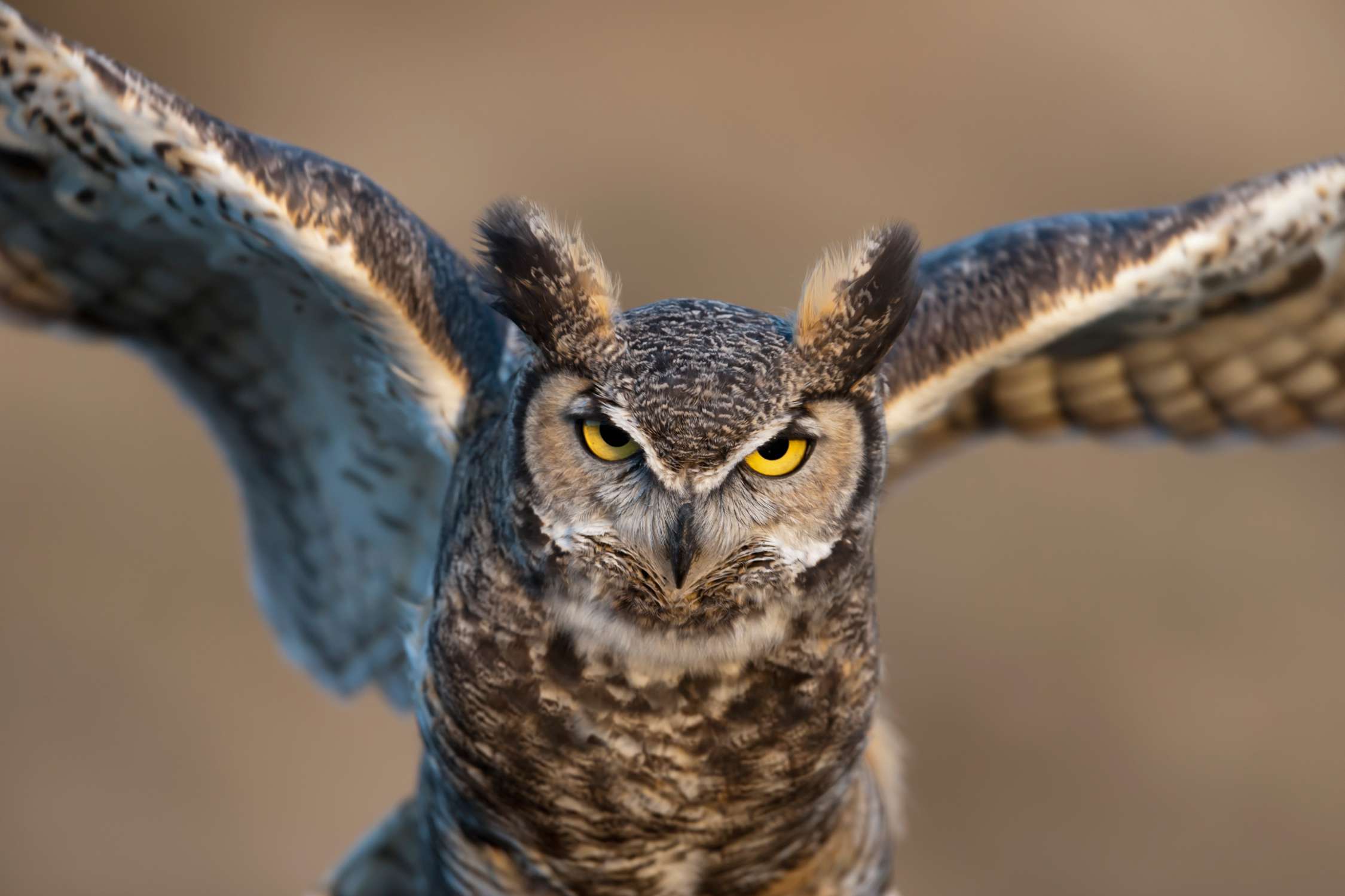 Pictures of Snowy Owls, Barn Owls, and More - Mag Je Een Uil Als Huisdier