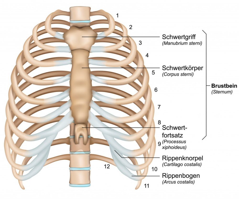 Pin auf Biologie - Aantal Ribben Man En Vrouw