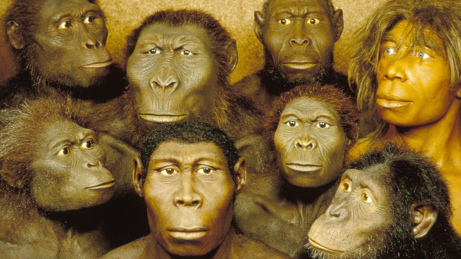 Pin auf Humans - Wie Is De Eerste Mens Op Aarde