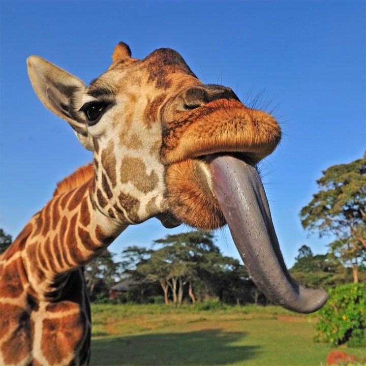 Pin by Kaline on Giraffes | Giraffe pictures, Animals matter, Animals - Hoe Lang Is De Tong Van Een Giraffe
