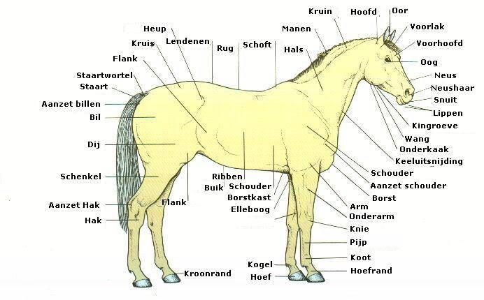 Pin by Kloi Smith on Vet | Horse anatomy, Horses, Horse lessons - Waar Zit De Lende Bij Een Mens