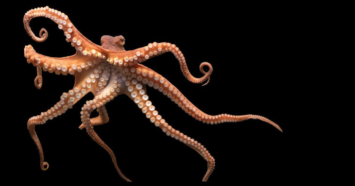 Pin by Merry Heatly on Animal References in 2023 | Animals, Tentacle - Hoeveel Harten Heeft Een Regenworm