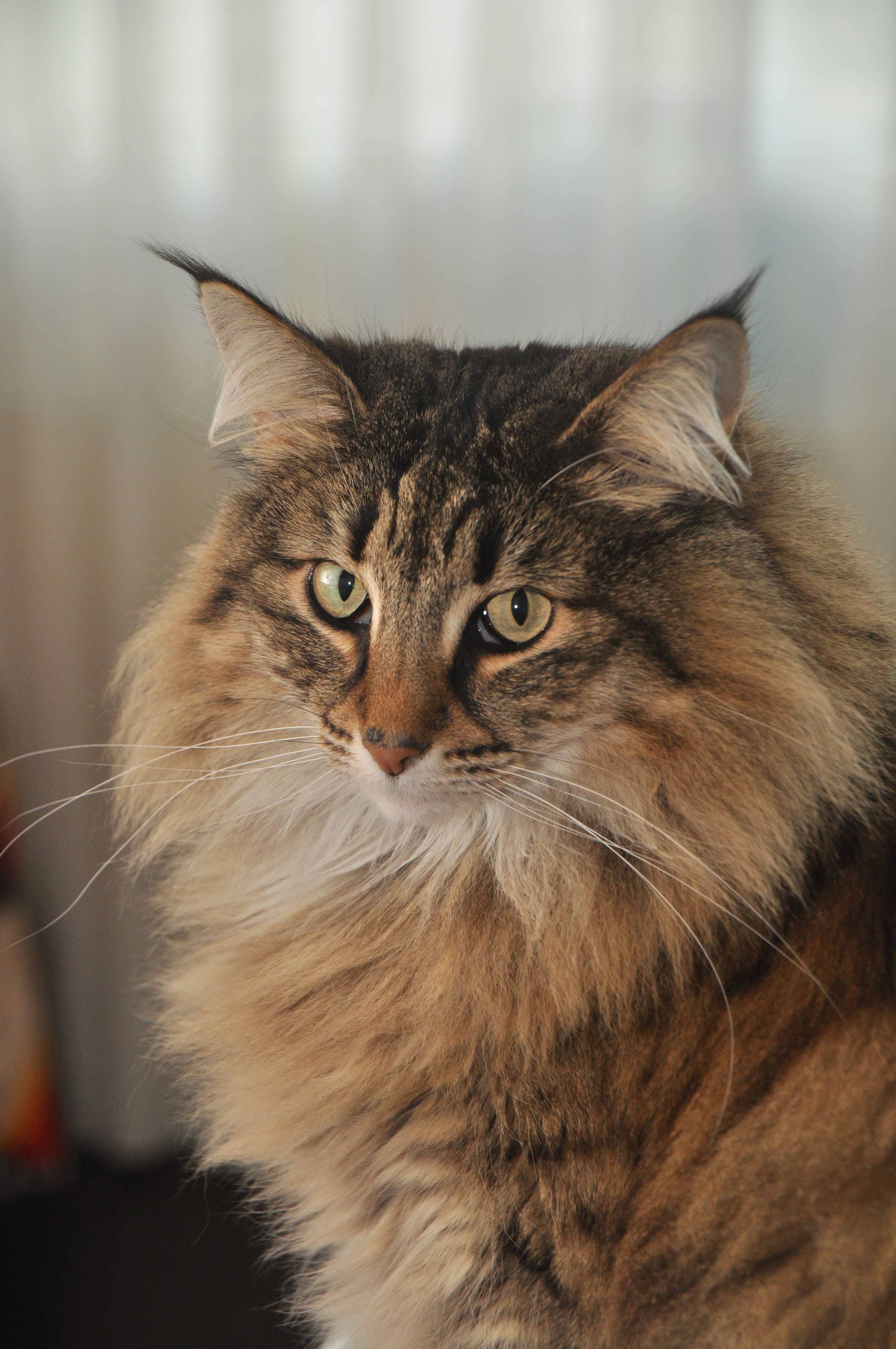 Pin de Nancy Middelkoop-van Rijnswou en Norwegian Forest and other - Noorse Boskat Grootste Kat Ter Wereld