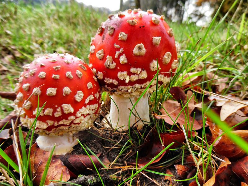 Pin on Fliegenpilze! Toadstool. - Paddestoelen Rood Met Witte Stippen