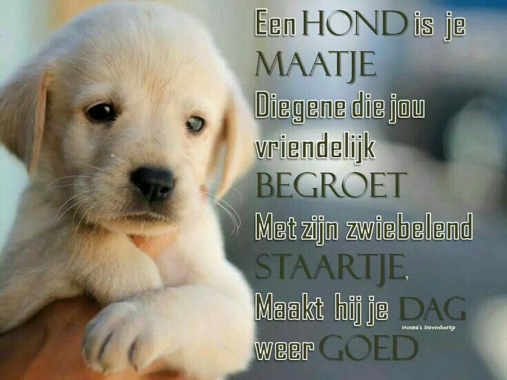Uit Het Leven Van Een Hond Samenvatting