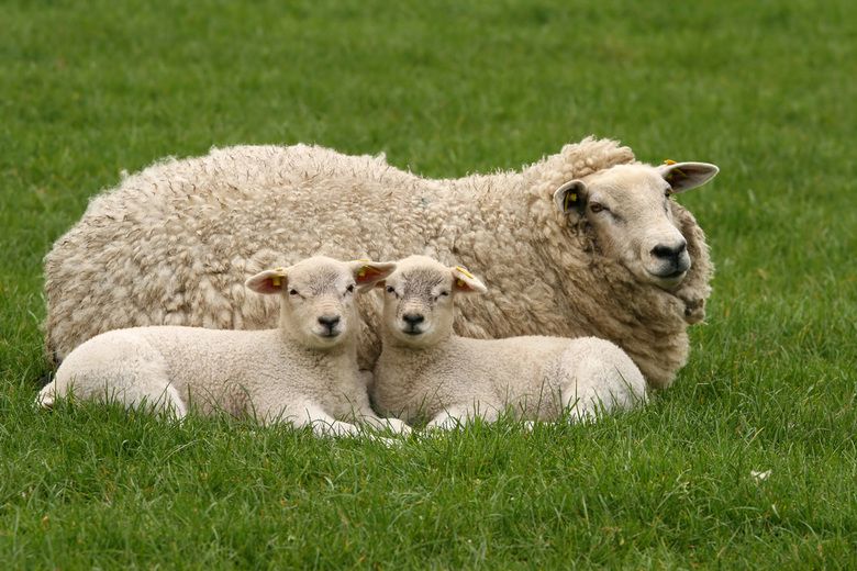 Hoeveel Schapen Zijn Er In Nederland