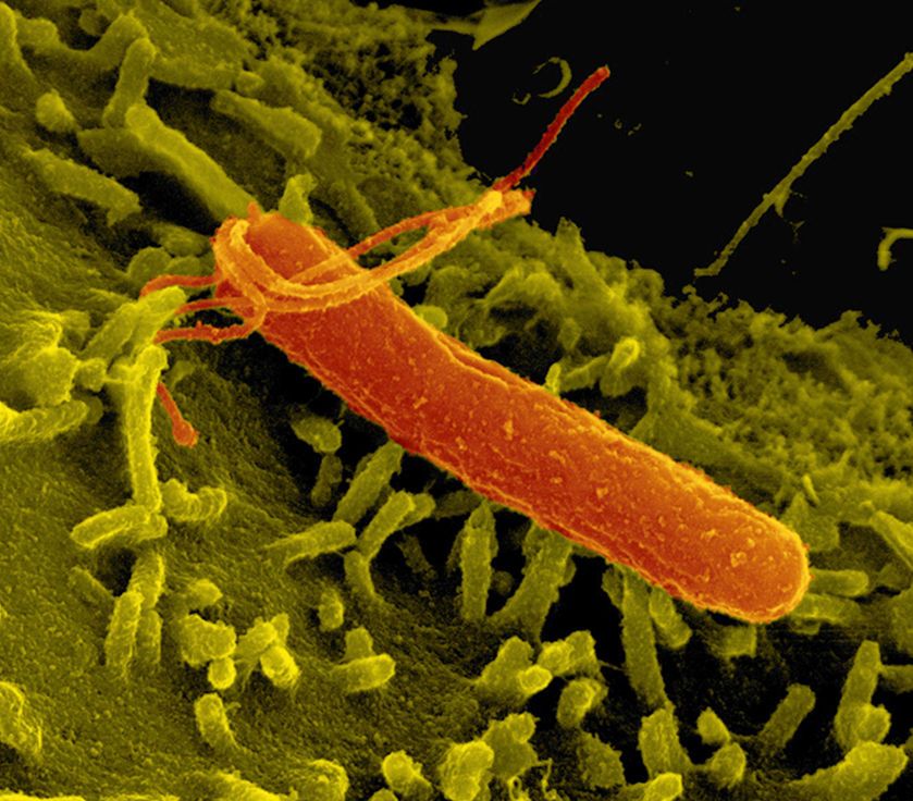 Helicobacter Pylori Bacterie In Darmen