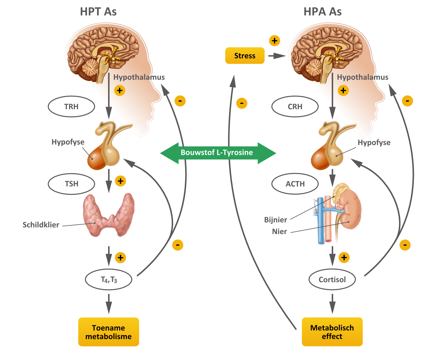 Pin op gezondheid - Wat Doet Cortisol Bij Stress