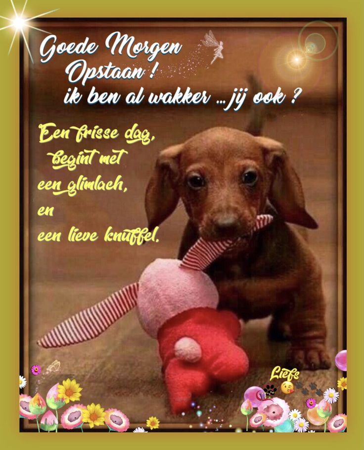 Pin op GOEDE MORGEN | Goede nacht, Slaap lekker, Honden teksten - Wat Vieren De Amerikanen Op De Vierde Donderdag In November