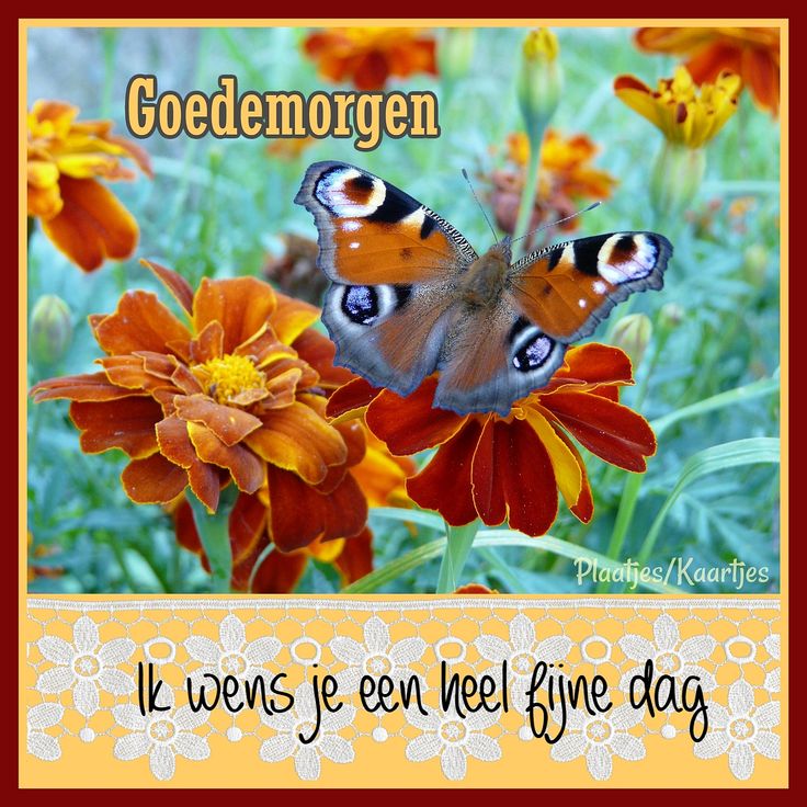Pin op Goedemorgen kaarten - Goedemorgen En Een Fijne Dag