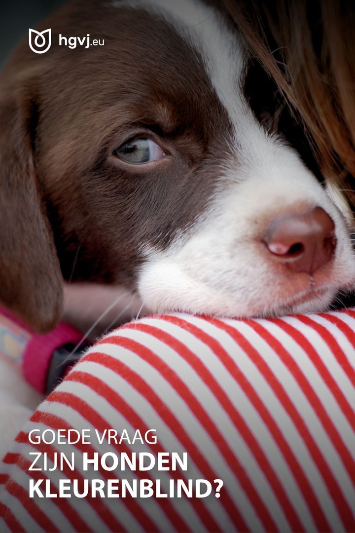 Pin op Honden - Kan Een Hond Kleuren Zien