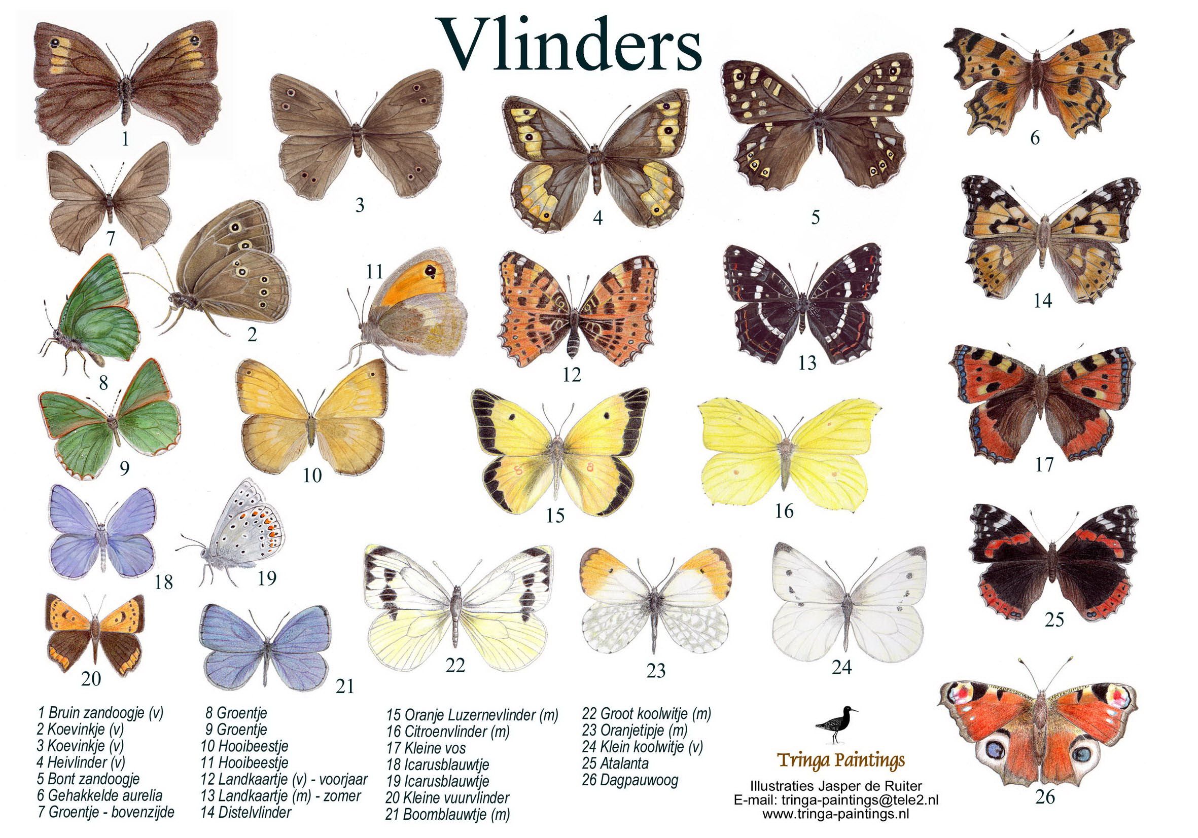 Hoeveel Soorten Vlinders Zijn Er In Nederland