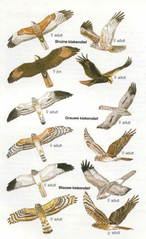 Pin op Vogels - Roofvogel Herkennen In De Lucht