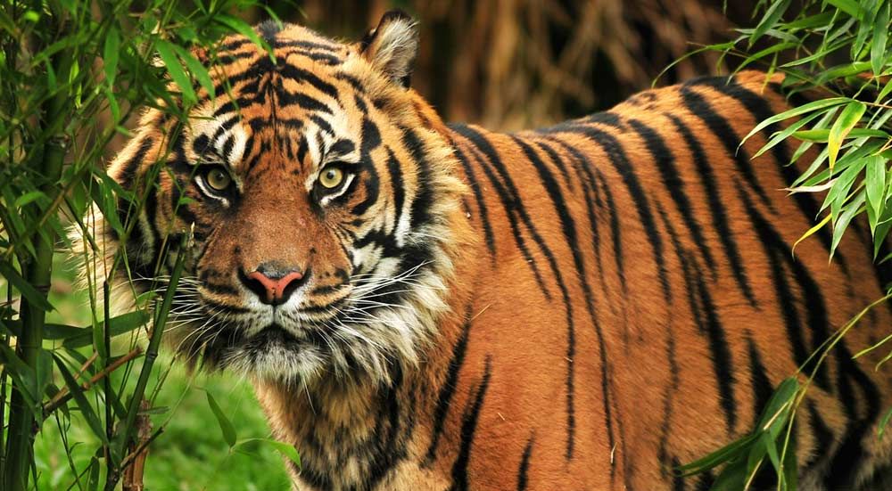 Pin op Wildlife | wereldwijd - Hoeveel Soorten Tijgers Zijn Er