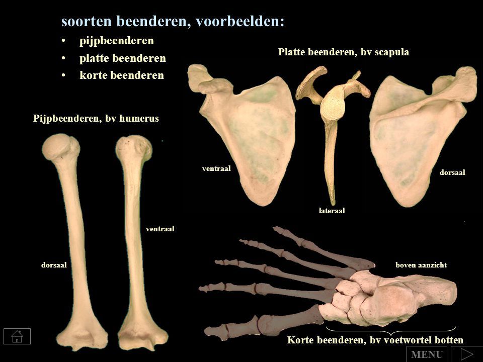 Pin page - Heeft Een Baby Meer Botten Dan Een Volwassene