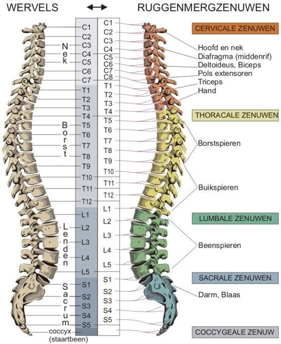 Pin van Ashley Allen op Sleep/Health/Fibromyalgia | Perifeer - Waar Zit Het Si Gewricht