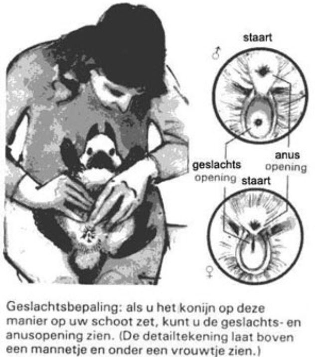 Hoe Wordt Een Mannetjes Konijn Genoemd