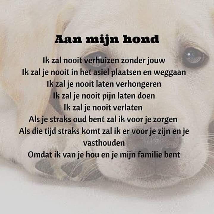 Wanneer Laat Je Je Hond Inslapen