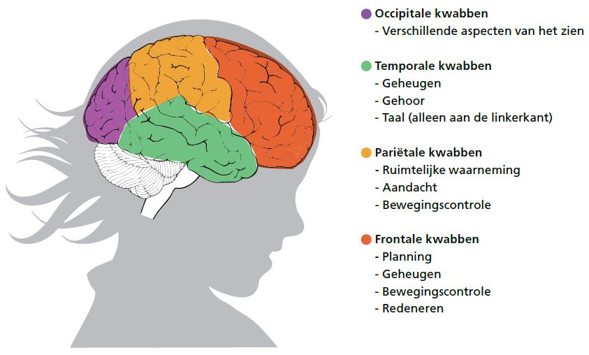Pin van Roos Willemijn op Psychologie | Relatieproblemen, Het menselijk - Wat Is De Functie Van De Kleine Hersenen