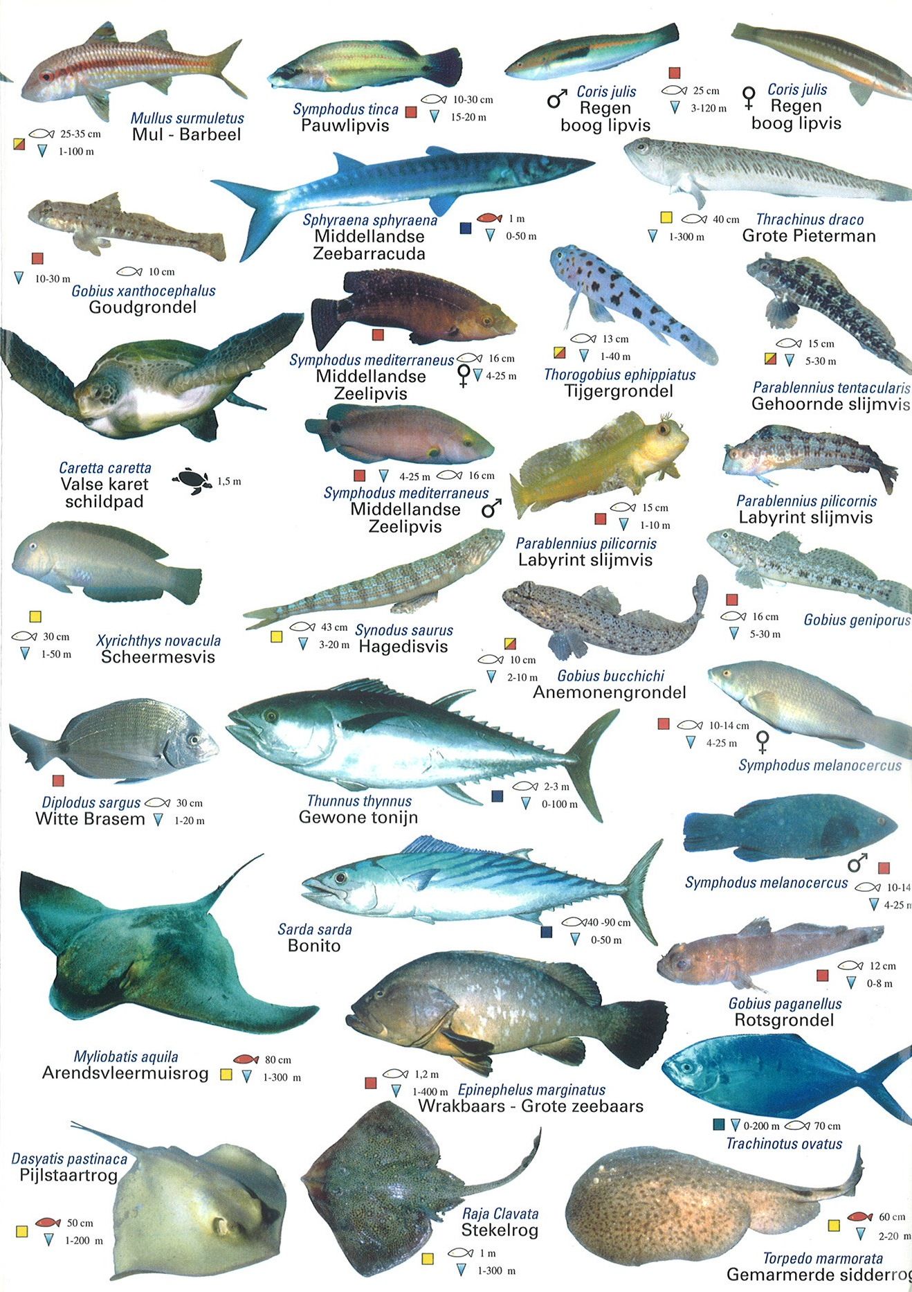 Pin van W.bartels op dieren | Zeedieren, Vissen, Dieren - Soorten Vissen In De Zee