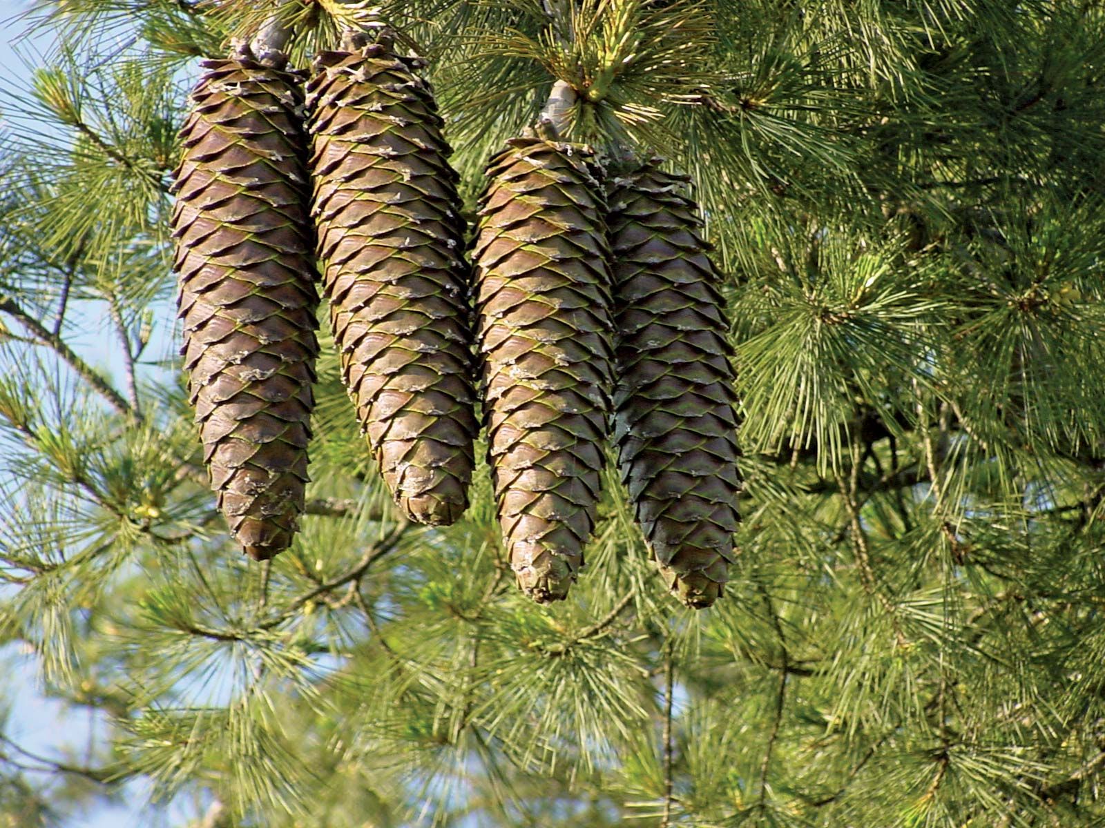Pine | Description, Conifer, Genus, Species, Uses, Characteristics - Pine And Gilmore Experience Economy