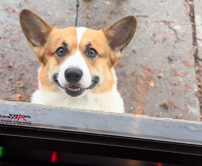 Pizzeria In Chicago Opens Doggie Treat Window, Goes Viral Due To The - Wat Gebeurde Er Op D Day