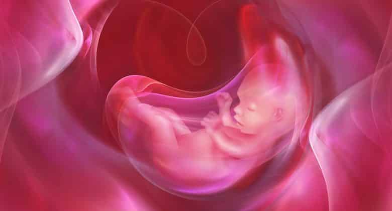 Placenta of moederkoek | De functie en wanneer wordt hij gevormd? - Hoe Komt Een Foetus Aan Zuurstof En Voedingsstoffen
