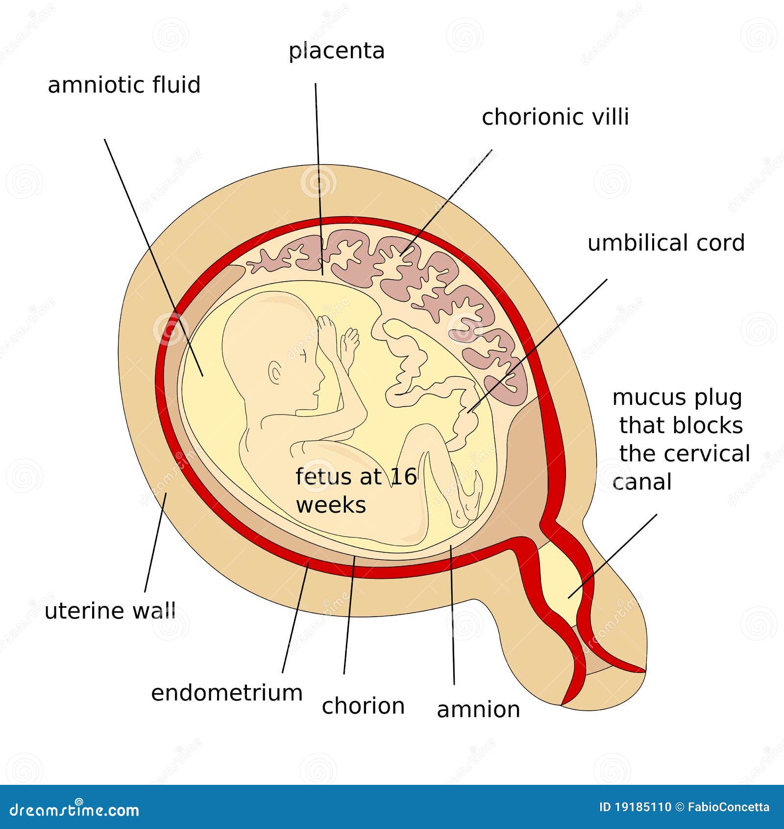 Placenta Structure Stock Photo | CartoonDealer.com #84226698 - Zit De Baby In De Placenta